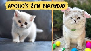 Cat Apollos turning 8 year old  Memories from his life [upl. by Dronel339]