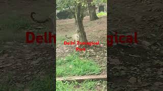 Inside India’s National Zoological Park Delhi [upl. by Enialehs909]