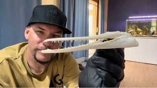 How to Clean LONGTOM Fish JAWS for Trophy Mount [upl. by Enal]