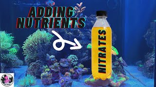 Managing Nutrients NO3 Nitrate  PO4 Phosphate in your Reef Tank  RED SEA REEFER NANO 28G [upl. by Cristin]