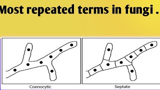 important mcqs fungiLesson no22 [upl. by Beshore391]