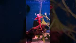 Red Lizard Whiptail Catfish 🔥 [upl. by Nehtan390]