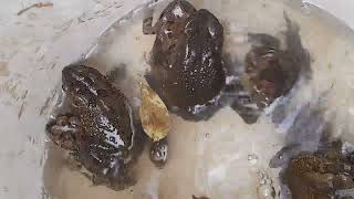 Amazing Natural Frog Mating Sounds Amplexus Frog Reproduction frogs amphibians amplexus [upl. by Lazos963]