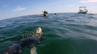 Aug Spearfishing in New Jersey HUGE BAITBALL [upl. by Alleb]