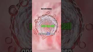 Amazing Facts About Human Egg Cells  Neet with Medico [upl. by Shayn]