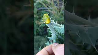 Argemone mexicana el chicalote o cardo santo plantas campo rancho botánica naturaleza [upl. by Ahsyt]