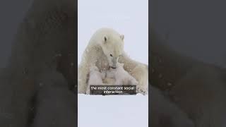 How do Polar Bears Hunt bear hunting polarbear [upl. by Nawad]