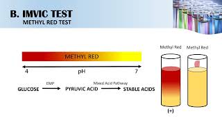 Biochemical Tests for Gramnegative Bacteria [upl. by Brackett]