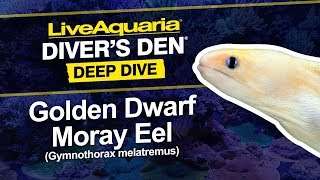 LiveAquaria® Diver’s Den® Deep Dive Golden Dwarf Moray Eel Gymnothorax melatremus [upl. by Harehs687]