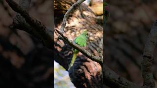 Marele Alexander Psittacula eupatria numit în engleză Alexandrine Parakeet birdwatching [upl. by Akenet453]