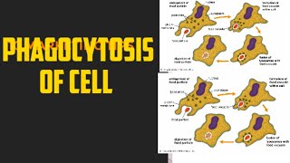 phagocytosis of cell cell engulfment [upl. by Evatsug]