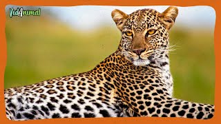 TODO SOBRE EL LEOPARDO AFRICANO [upl. by Ailahs]