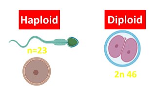 Haploid vs Diploid Cell for beginners  Difference between Haploid and Diploid Cell [upl. by Pang]