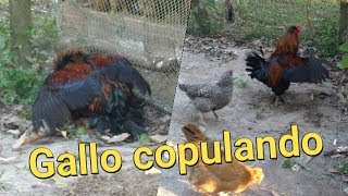 La dicha del galloGallo pisando la gallinaComo un gallo cópulaApareamiento del gallo [upl. by Villada]