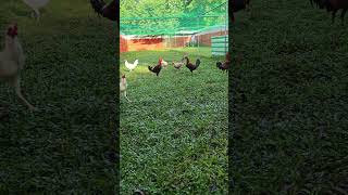 Musika🎶 Sa Umaga Kanilang Mga Tilaok🐓 [upl. by Cirone478]