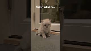 Cute kitten  wobbly ball of fur kitten cat [upl. by Aedni]