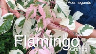 Flamingo Maple Tree Grafted  Stunning Pink Flush Acer negundo [upl. by Obel]