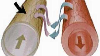 How the Body Works  The Lymphatic System [upl. by Neerhtak]