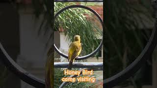 Honey Bird Visit Part 1 mopibu cute cutedog toypoodle [upl. by Nomled451]