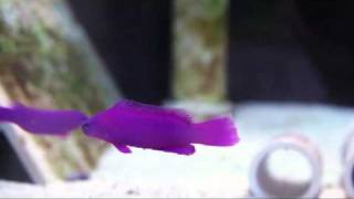 Pseudochromis fridmani  Orchid Dottyback [upl. by Guillermo]