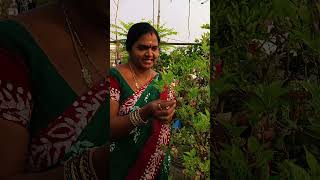 ఏడిపించిన మొక్క ఇప్పుడు ఆనందాన్ని ఇస్తుందిFruitsgardening [upl. by Udela]