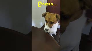 Ernesto Reacts  quotBifana Grelhadaquot parte 5 cachorrao cachorroesperto humor memes cachorro [upl. by Alduino290]