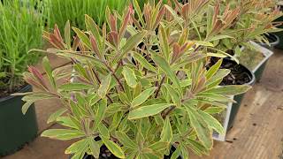 Euphorbia Ascot Rainbow Spurge  Very USEFUL perennial with UNIQUE foliage and flowers [upl. by Yeuh293]