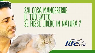 Cosa mangerebbe il tuo gatto se fosse libero in natura [upl. by Sabelle]