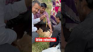 Urine retention operations  Dr Rajkumar [upl. by Favian]