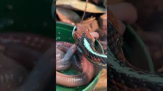 California redsided GARTER SNAKE slurping down EARTHWORMS Thamnophis sirtalis infernalis shorts [upl. by Beane]