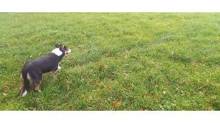 Lot 51 Molly  131124 Farmers Marts Dolgellau Online Sheepdog Auction [upl. by Sasnett67]