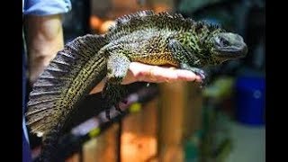 Cuidados del Hydrosaurus Weberi Sailfin Dragon CUARTO DE REPTILES [upl. by Stark512]