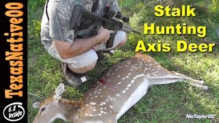 Stalk Hunting Axis Deer with the M4 Carbine [upl. by Innad]