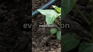 Top 5 Organic Farming Tips You Need to KnowGreenThumbingPermacultureOrganicGardening [upl. by Yarak]