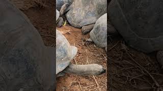 A giant tortoise exploring while its family is napping [upl. by Etep148]