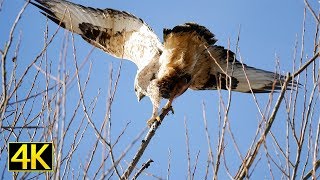 Der Raufußbussard rough legged buzzard 4K [upl. by Aja]