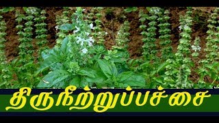 ocimum basilicum medicinal usesதிருநீற்றுப்பச்சை யின் வைத்தியம் [upl. by Stern345]