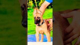 ❤️🔥🔥❤️malinois pets doglover germanshepherd dog k9 [upl. by Taima693]