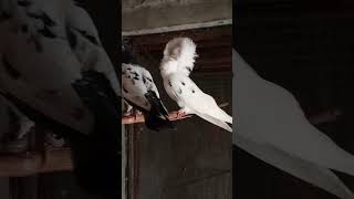 Pigeon  ImranShah pets vlogs [upl. by Rodman632]