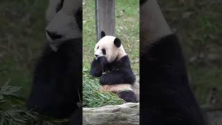 Princess in fairy tales The cutest twoyearold girl in the world Giant panda Yu Ai Giant pandas [upl. by Nnylg]