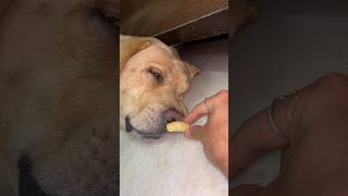 नींद में भी खा लेते है 🤣  my dog eating food in sleep 😴 sourshy shorts short dog doglover [upl. by Hallvard]