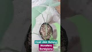 Hasil stek Batang Monstera Borsigiana [upl. by Analaj464]