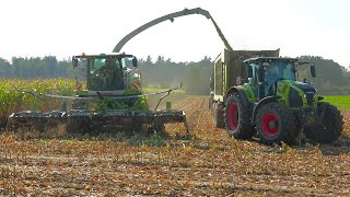 Mais 2024 LU Norbert Mäser Claas Jaguar 950 mit verschiedenen Abfahrern im MainKinzigKreis [upl. by Sisile]