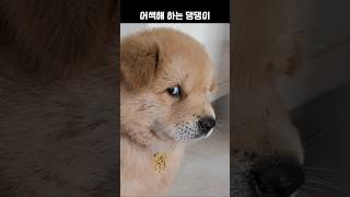 낯을 가리는 꼬마 댕댕이 댕댕이 강아지 dog puppy [upl. by Ynabla159]