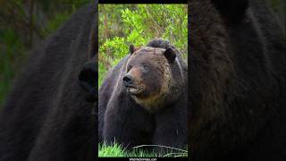 Biggest Grizzly Bear Boar Seen This Year [upl. by Bogie360]