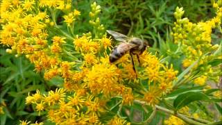 Solidago gigantea la verge dor géante finalement une plante qui ne sent pas si bon [upl. by Kelby]