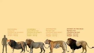 LIONS vs TIGERS Size Comparison with IUCN Conservation Status [upl. by Nonnerb500]