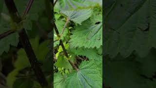 Benefits of stinging nettle herbalist gardening stingingnettle herbalgarden herbalmedicine [upl. by Hughie]