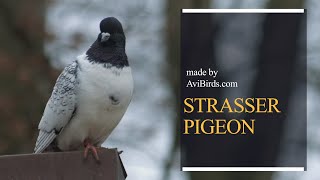 Strasser Pigeon [upl. by Tobie]