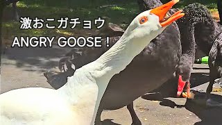 いつもは穏やかなガチョウが威嚇🌋逃げるブラックスワンANGRY hissing goose [upl. by Rednas559]